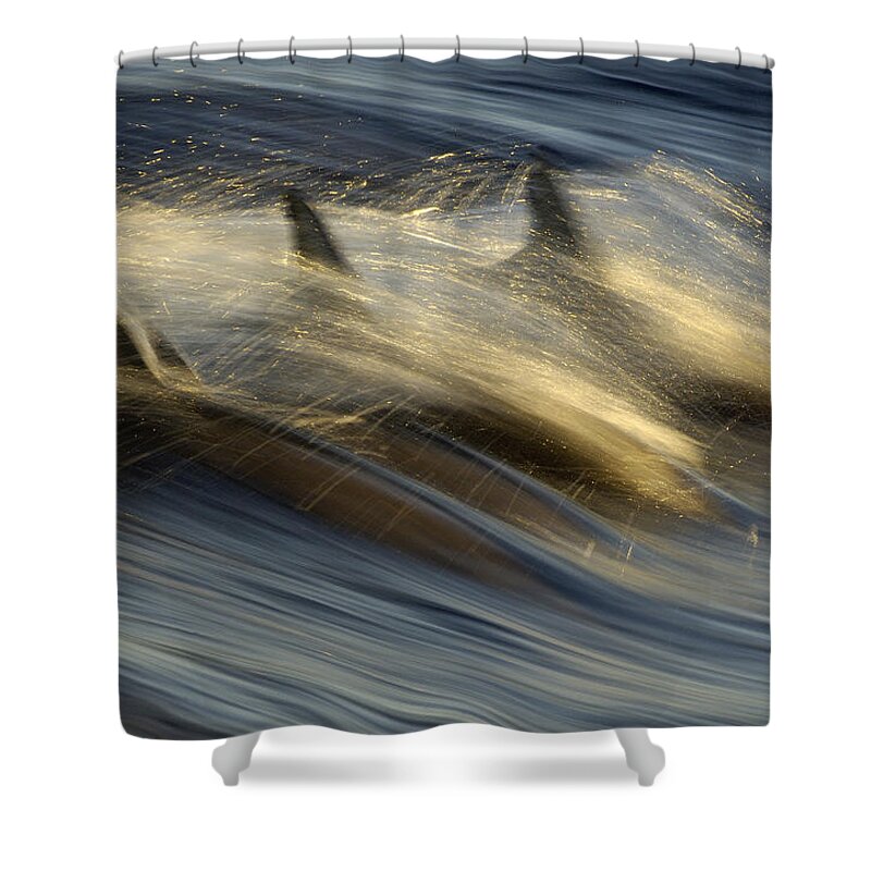 Flpa Shower Curtain featuring the photograph Long-beaked Common Dolphins Porpoising by Malcolm Schuyl