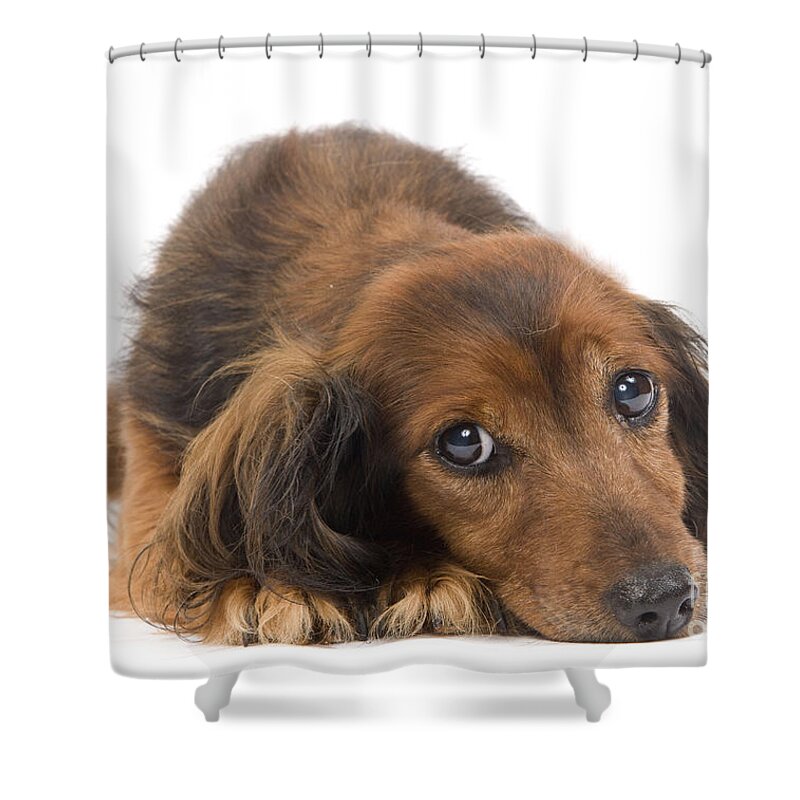 Dachshund Shower Curtain featuring the photograph Long-haired Dachshund by Jean-Michel Labat