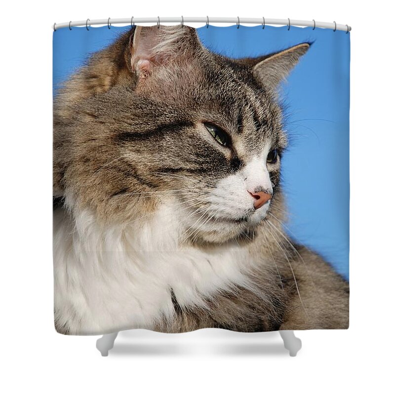 Long Haired Silver Tabby Cat Shower Curtain