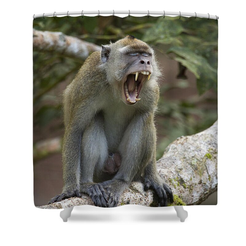 Feb0514 Shower Curtain featuring the photograph Long-tailed Macaque Male Yawning Borneo by Sebastian Kennerknecht