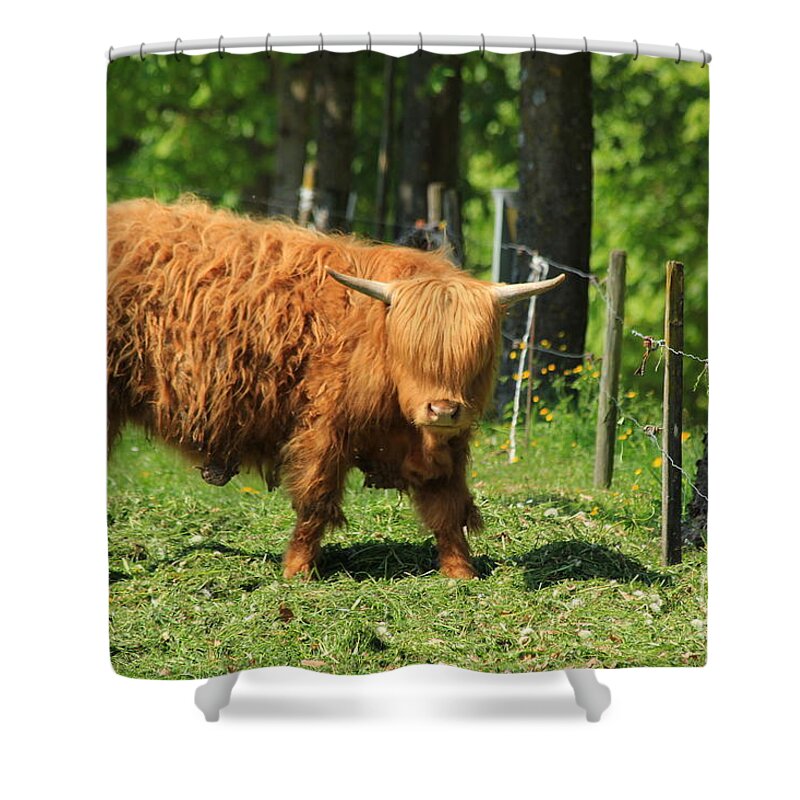 Outdoor Shower Curtain featuring the photograph Longhaired cow by Amanda Mohler