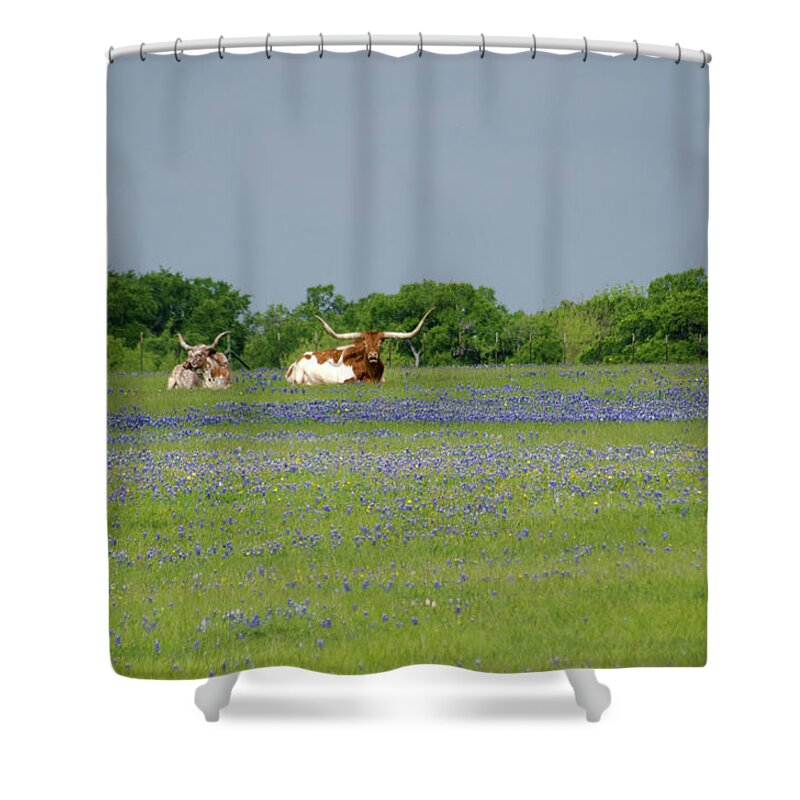 Horned Shower Curtain featuring the photograph Longhorns And Bluebonnets by Linda Trine