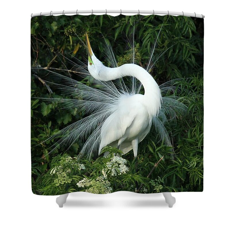 Great White Egret Shower Curtain featuring the photograph Look at Me by Sabrina L Ryan