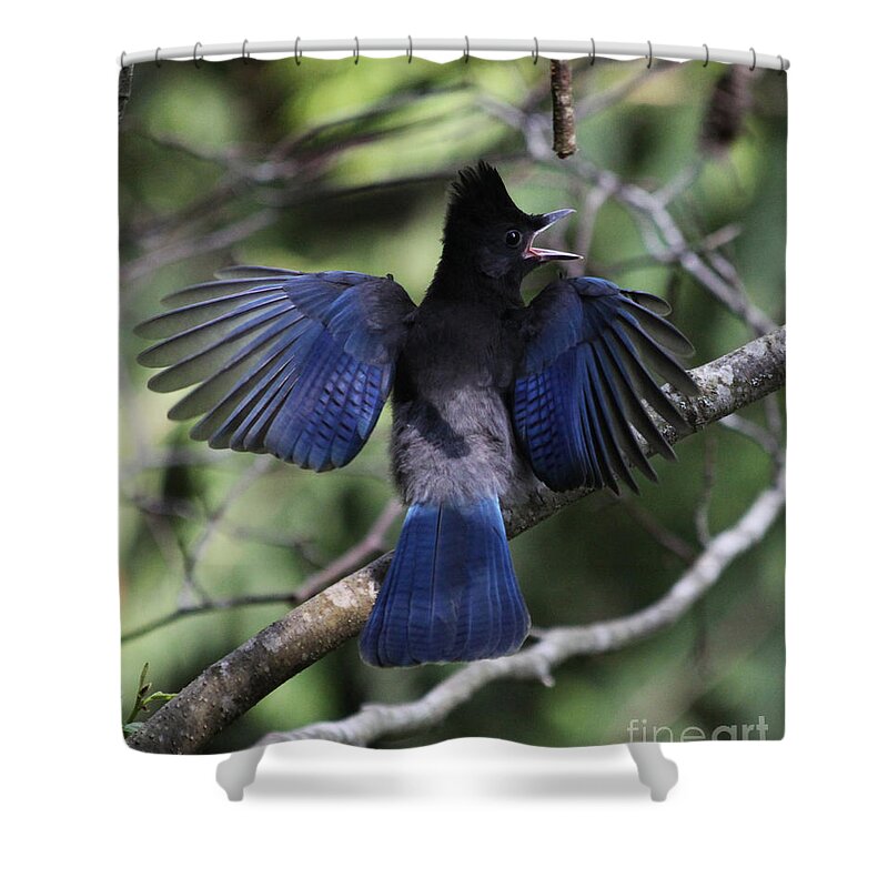 Bird Shower Curtain featuring the photograph Look At My Wings by Alyce Taylor