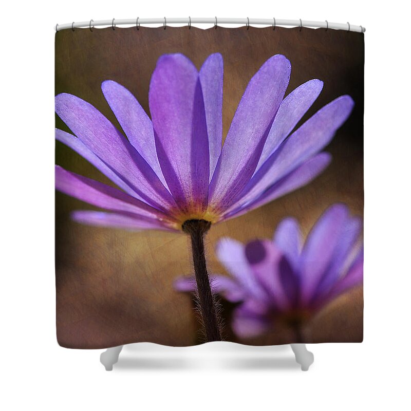Macro Shower Curtain featuring the photograph Look Towards The Light by Liz Mackney