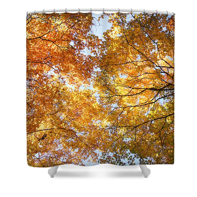 Fall Shower Curtain featuring the photograph Look Up by Cricket Hackmann