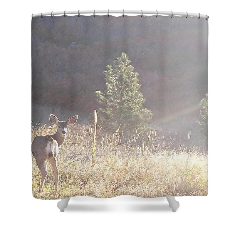 Deer Shower Curtain featuring the photograph Looking at You by Shere Crossman