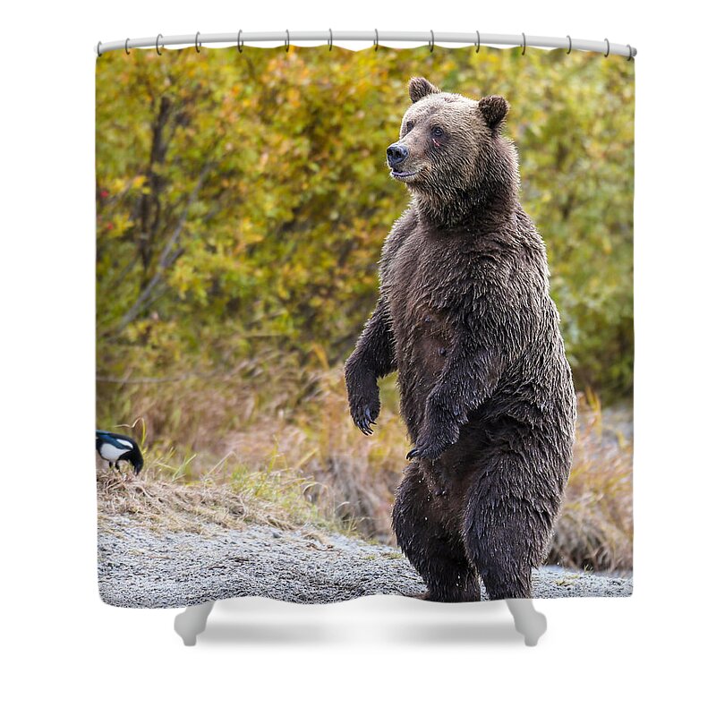 Bear Shower Curtain featuring the photograph Looking For Trouble by Kevin Dietrich