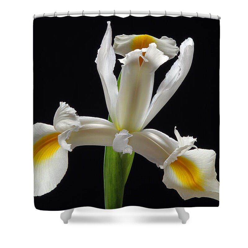 Iris Shower Curtain featuring the photograph Looking Like a Million Bucks Today by Juergen Roth