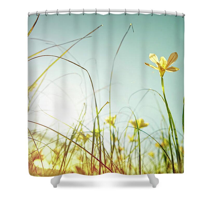 Clear Sky Shower Curtain featuring the photograph Looking Up At Wild Flowers by James O'neil