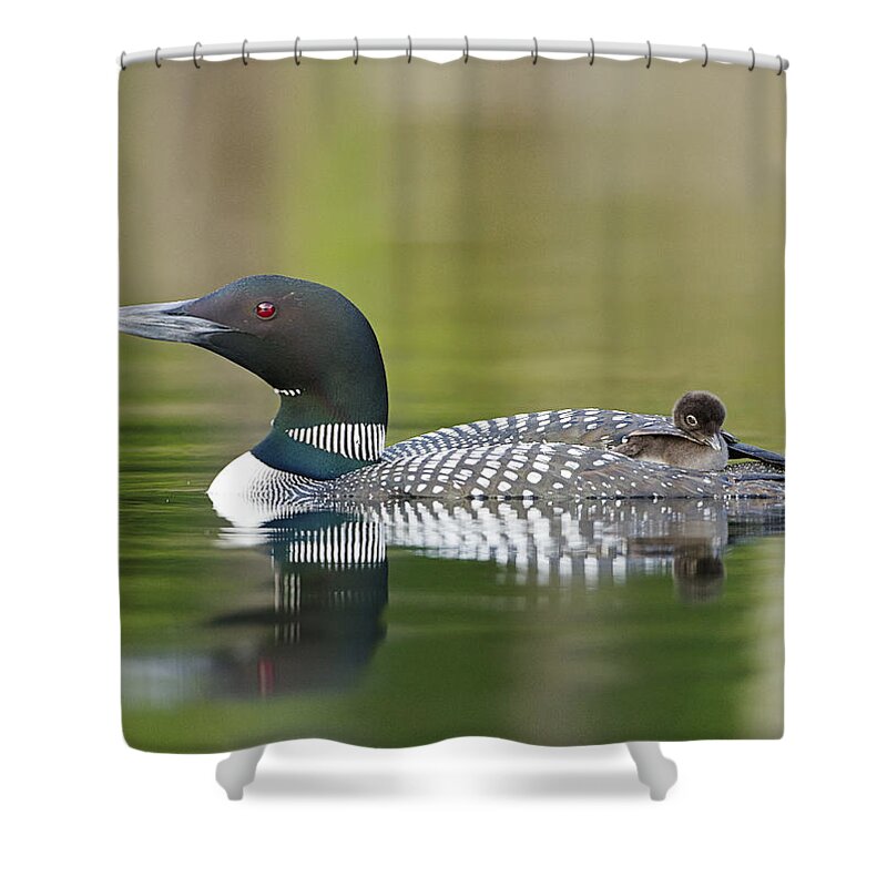 Common Loon Shower Curtain featuring the photograph Loon Chick with Parent - Quiet Time by John Vose