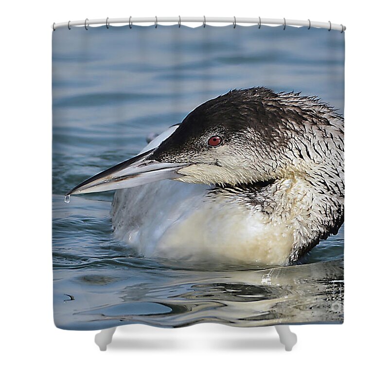 Bird Shower Curtain featuring the photograph Loon by Kathy Baccari