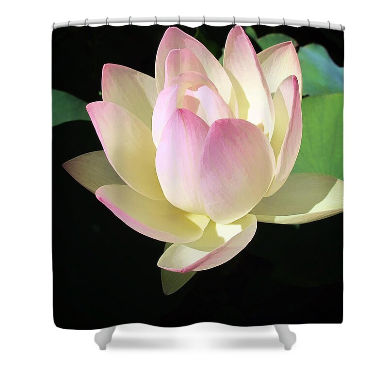 Flower Shower Curtain featuring the photograph Lotus 9 by Dawn Eshelman
