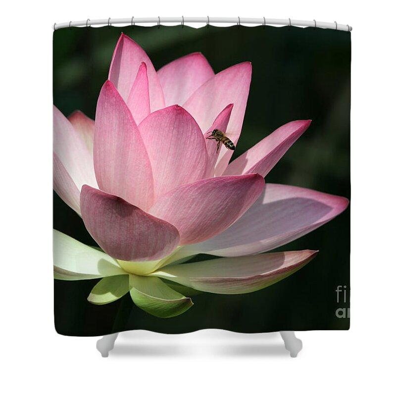Lotus Shower Curtain featuring the photograph Lotus and a Bee by Sabrina L Ryan