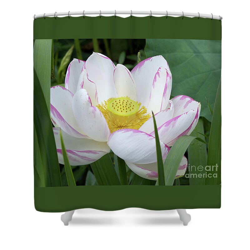 Lotus Shower Curtain featuring the photograph Lotus by Ann Horn