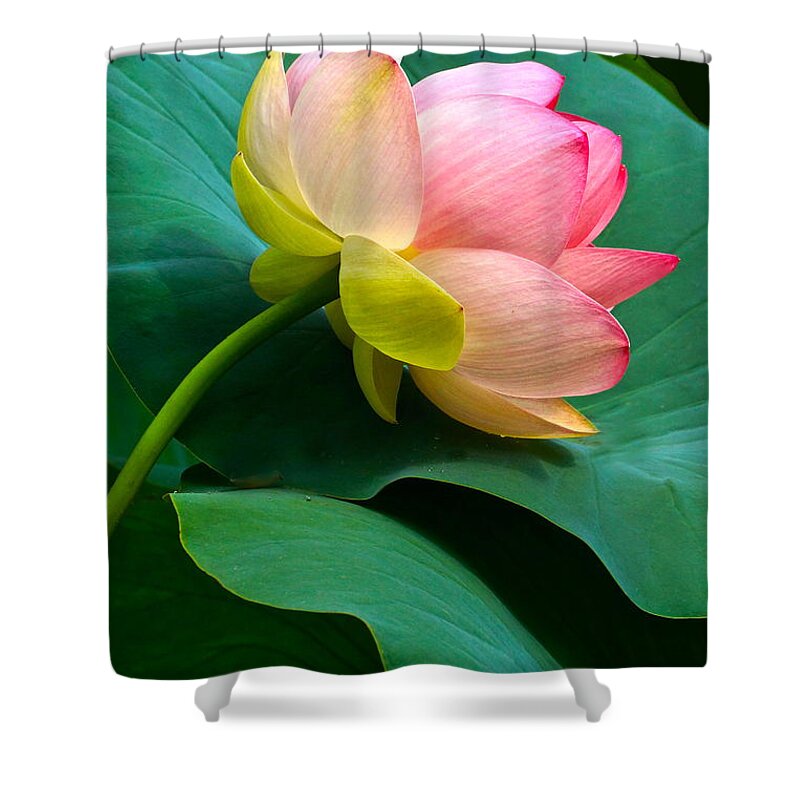 Lotus Blossom And Leaves Shower Curtain featuring the photograph Lotus Blossom And Leaves by Byron Varvarigos