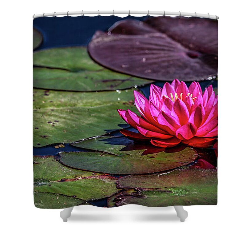 California Shower Curtain featuring the photograph Lotus Flower by (c) Swapan Jha