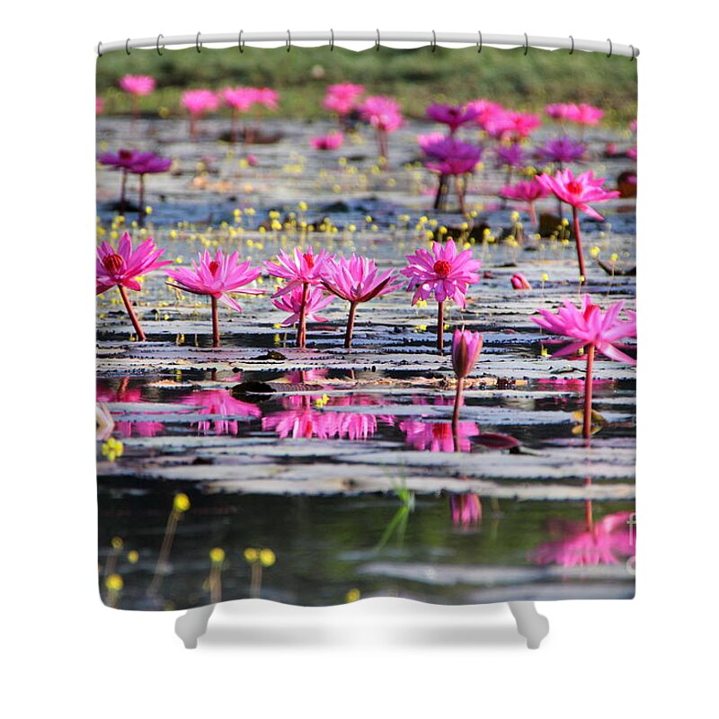 Aquatic Shower Curtain featuring the photograph Lotus flowers by Amanda Mohler