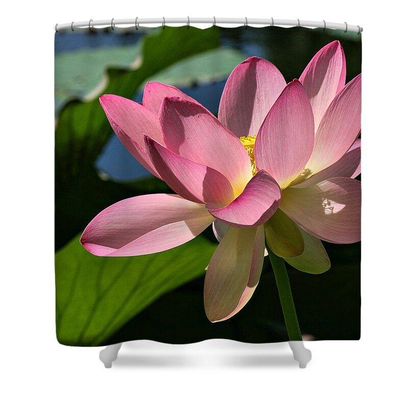 Pink Lily Shower Curtain featuring the photograph Lotus - Flowers by Daliana Pacuraru