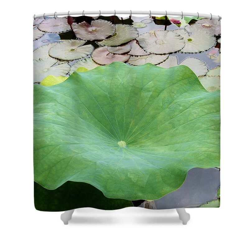 Color Shower Curtain featuring the photograph Lotus Leaf by Amar Sheow