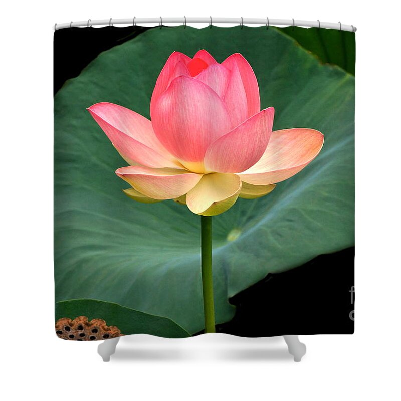 Lotus Blossom And Leaves And Seed Pod Shower Curtain featuring the photograph Lotus Of Late August by Byron Varvarigos