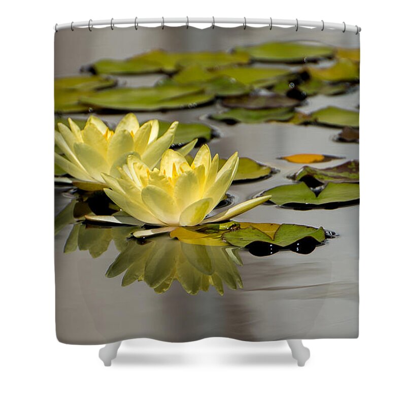 Waterlily Shower Curtain featuring the photograph Yellow Waterlily by Stacy Abbott