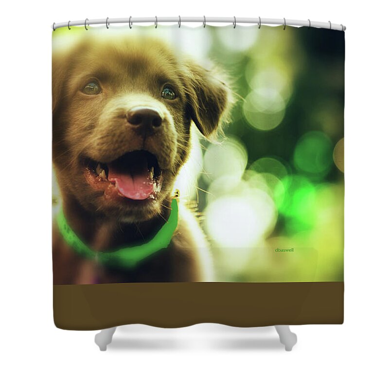 Kitten Shower Curtain featuring the photograph Kitty by Dennis Baswell