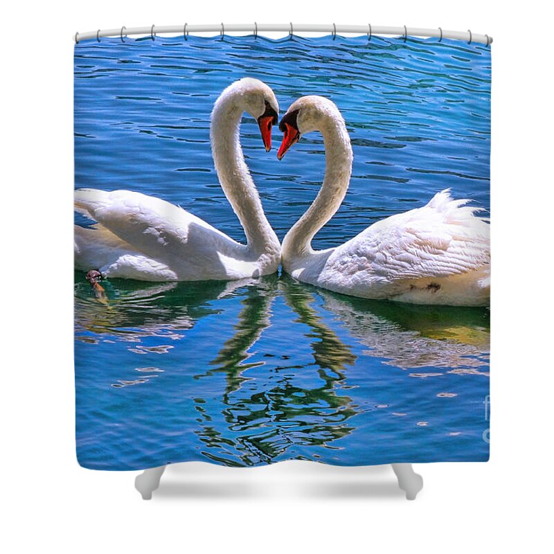 Swan Shower Curtain featuring the photograph Love for Lauren on Lake Eola by Diana Sainz by Diana Raquel Sainz