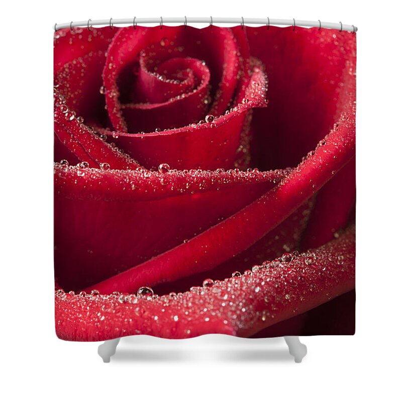 Rose Shower Curtain featuring the photograph Love by Patty Colabuono