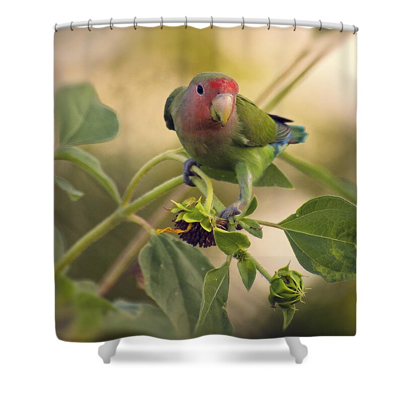 Peach Faced Lovebird Shower Curtain featuring the photograph Lovebird on Sunflower Branch by Saija Lehtonen