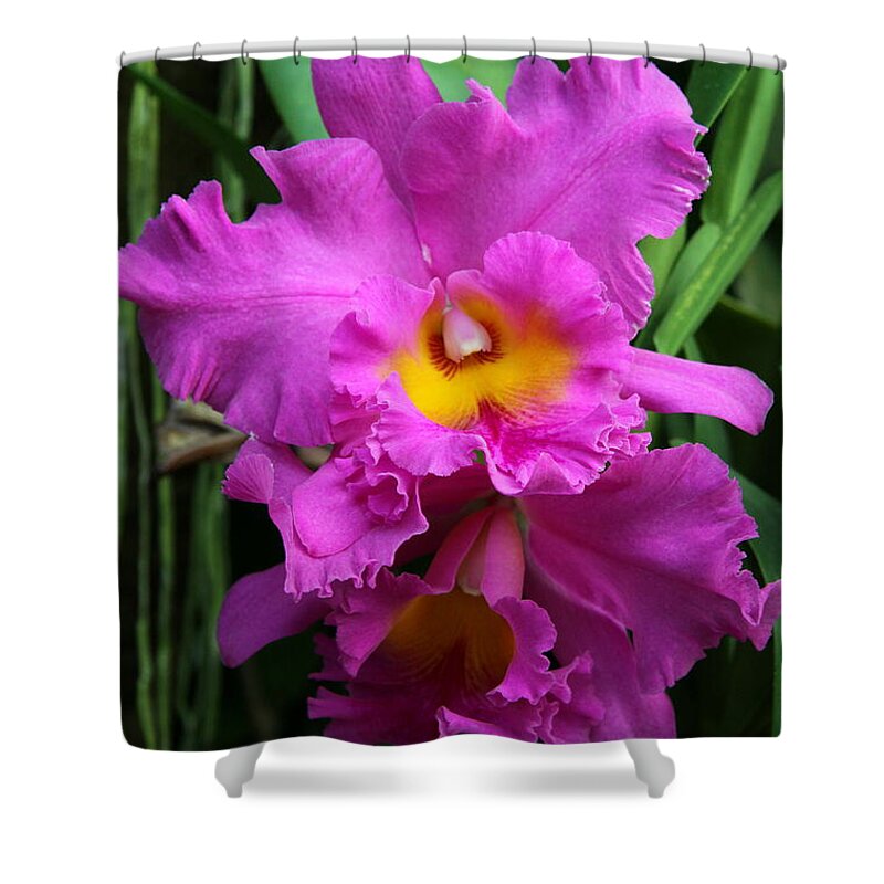 Orchid Shower Curtain featuring the photograph Lovely Faces In The Greenery by Christiane Schulze Art And Photography