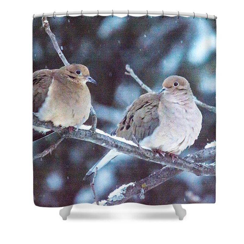 Snow Shower Curtain featuring the photograph Lovey Dovey by Cheryl Baxter