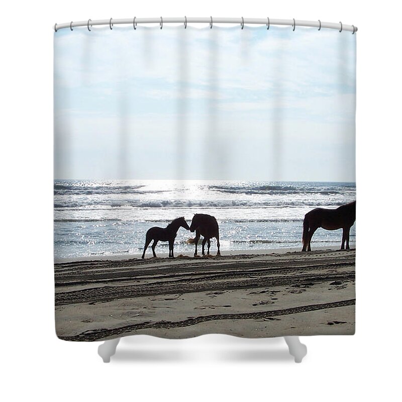 Wild Spanish Mustang Shower Curtain featuring the photograph Loving Moments on the Shoreline by Kim Galluzzo