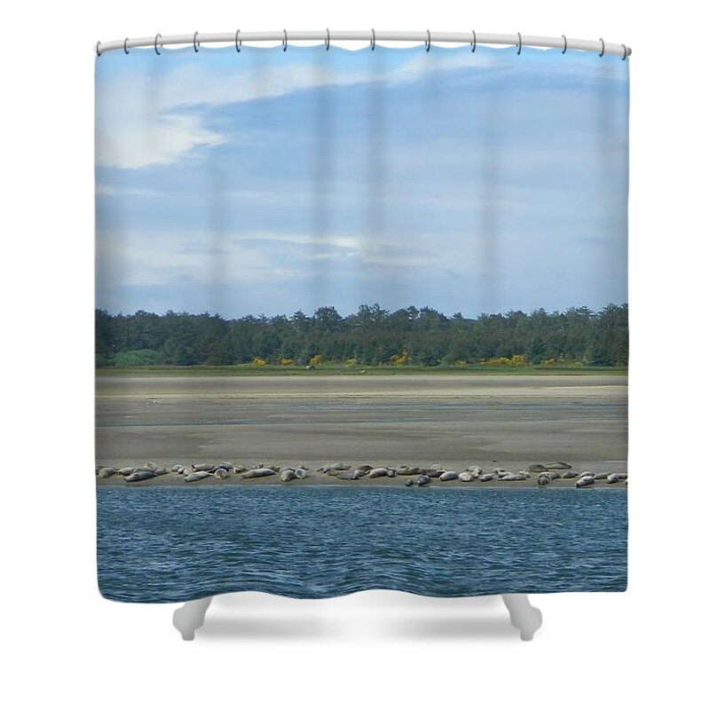 Seals Shower Curtain featuring the photograph Low Tide by Gallery Of Hope 