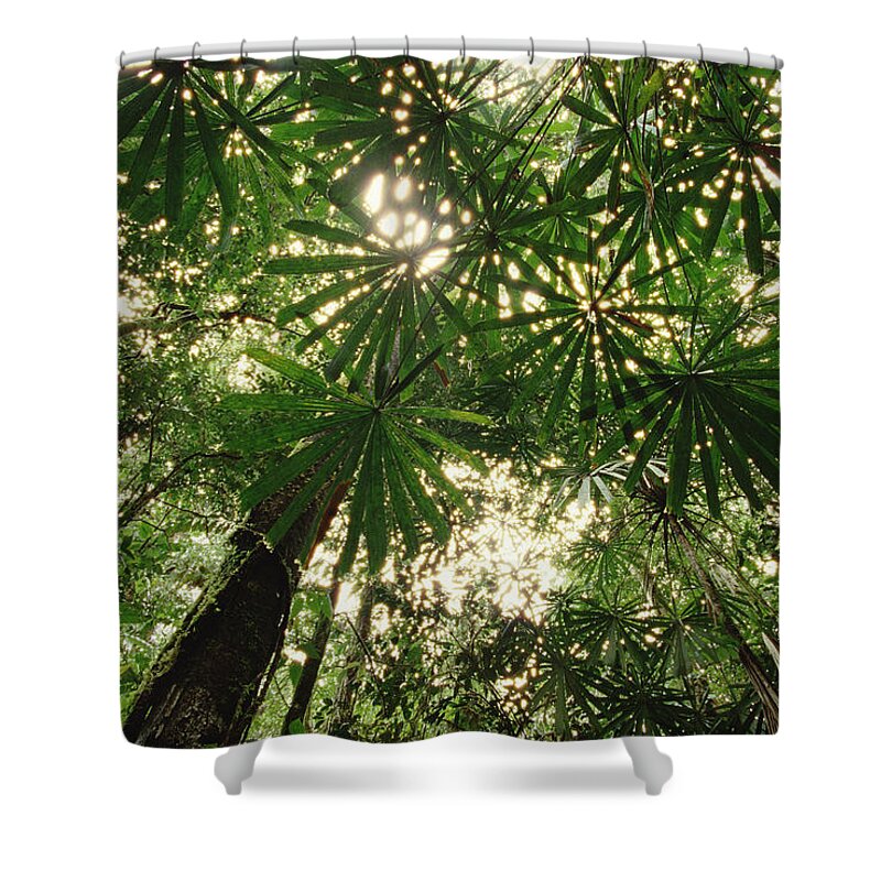 00200724 Shower Curtain featuring the photograph Lowland Tropical Rainforest Fan Palms by Gerry Ellis