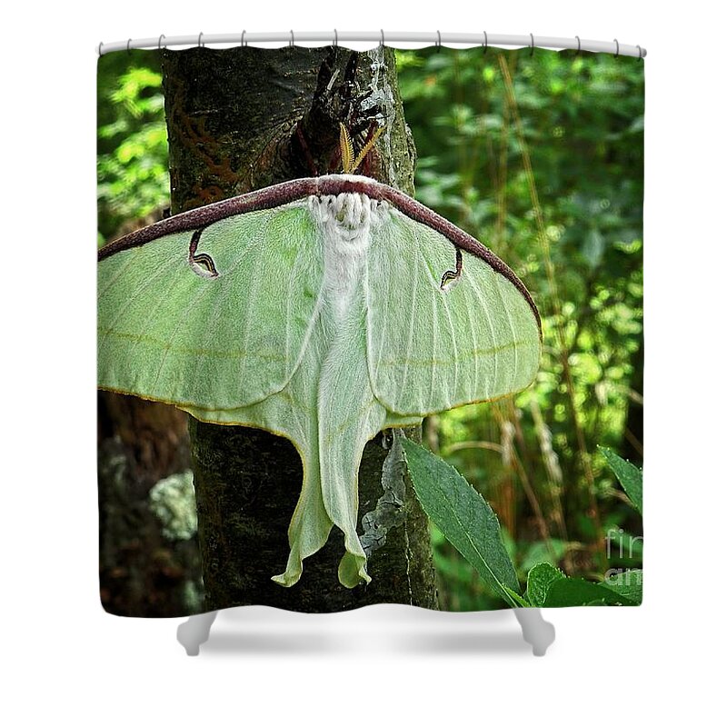 luna Moth Shower Curtain featuring the photograph Luna Moth by Sharon Woerner