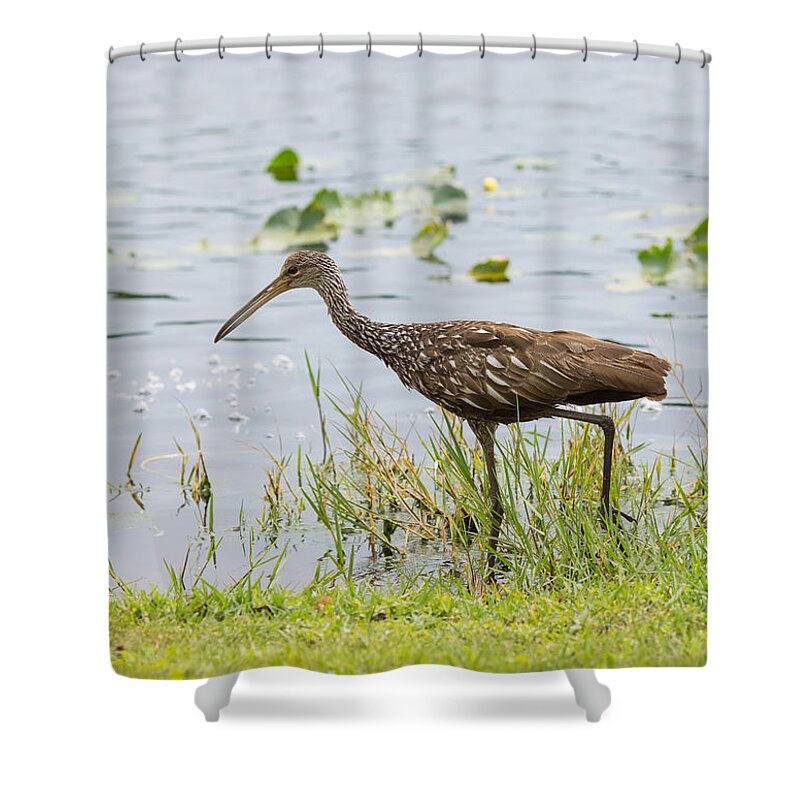 America Shower Curtain featuring the photograph Lunching Lurching Limpkin by John M Bailey