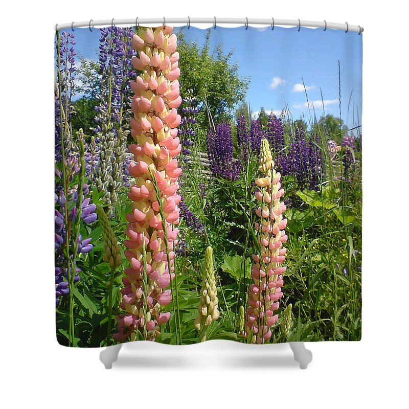 Garden Shower Curtain featuring the photograph Lupin Summer by Martin Howard