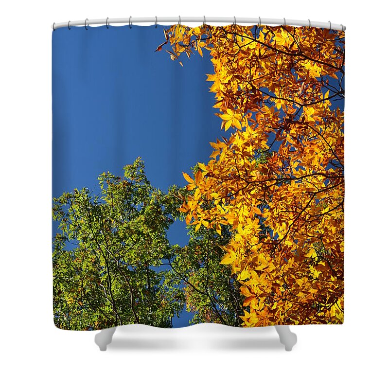 Tree Shower Curtain featuring the photograph Lustrous by Carlee Ojeda