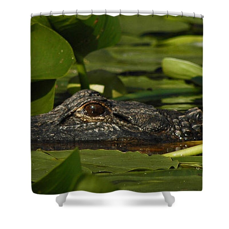 Alligator Shower Curtain featuring the photograph Lying in Wait by Vivian Christopher