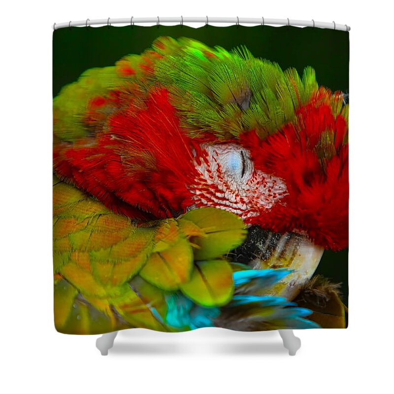 Parrot Shower Curtain featuring the photograph Mac-awwww by Gary Holmes
