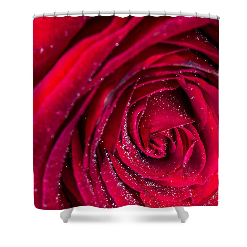 Beautiful Shower Curtain featuring the photograph Macro Rose by Rob Sellers