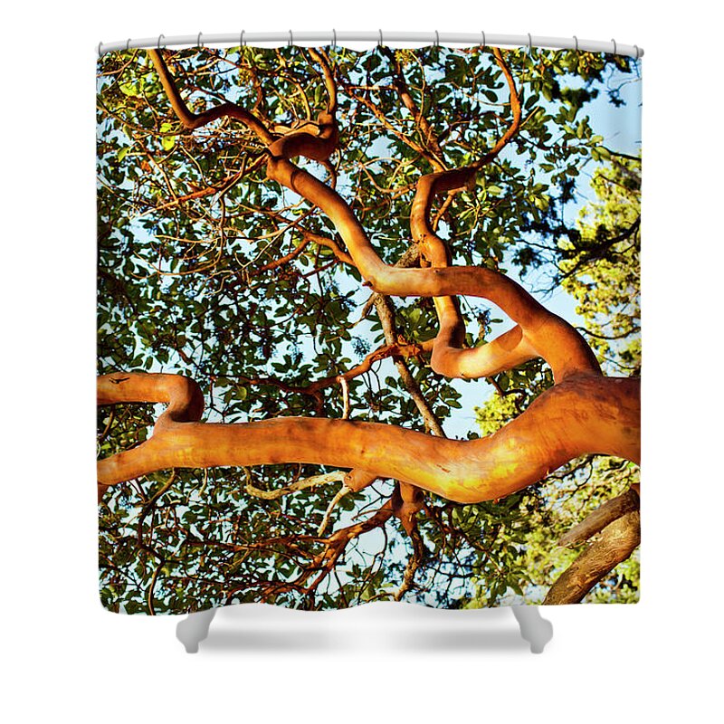Tranquility Shower Curtain featuring the photograph Madrona Trees With Warm Sunlight On by Adam Hester
