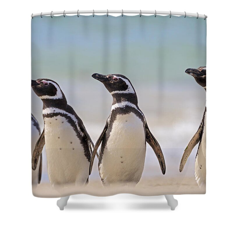 Heike Odermatt Shower Curtain featuring the photograph Magellanic Penguins Carcass Island by Heike Odermatt