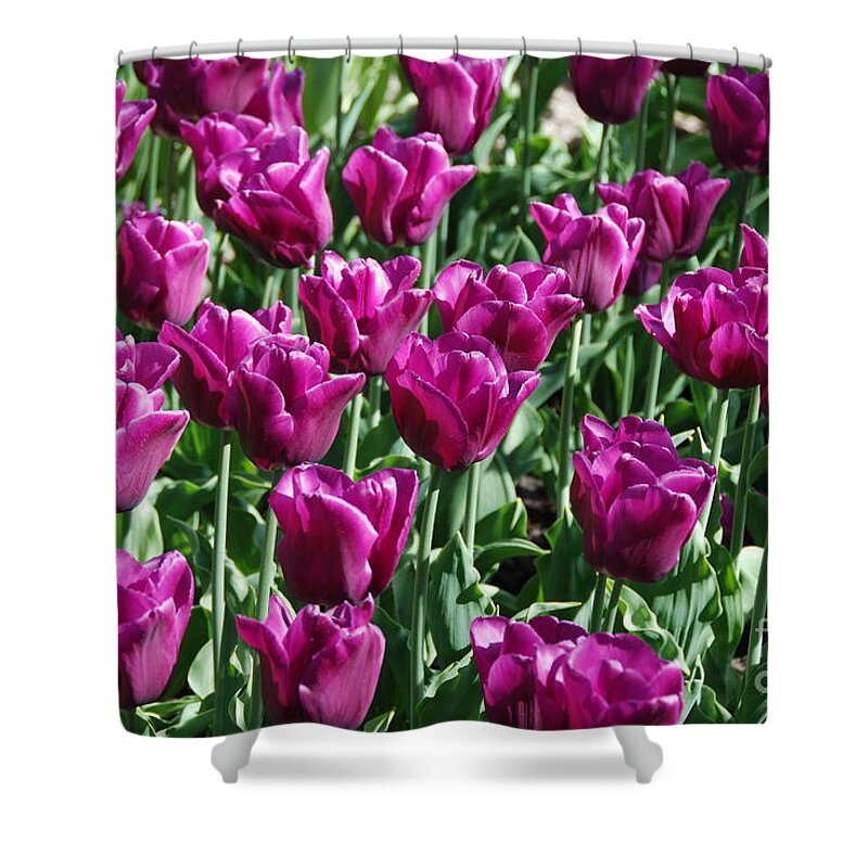Magenta Shower Curtain featuring the photograph Magenta Tulips by Allen Beatty