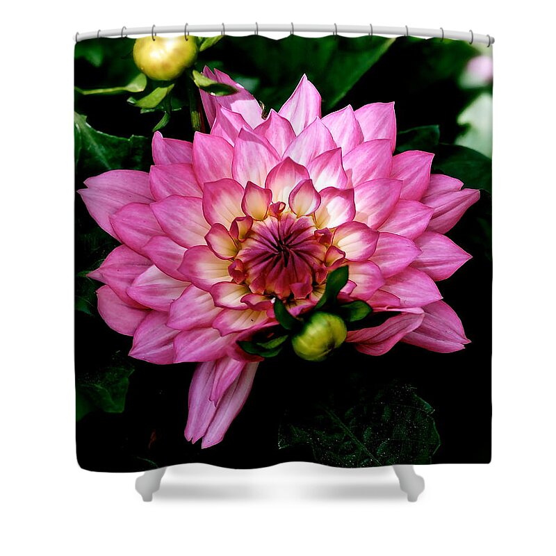 Springtime Shower Curtain featuring the photograph Magic Hour by Ira Shander