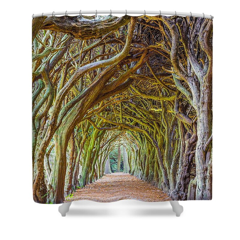 Botany Shower Curtain featuring the photograph Magic Yew by Semmick Photo