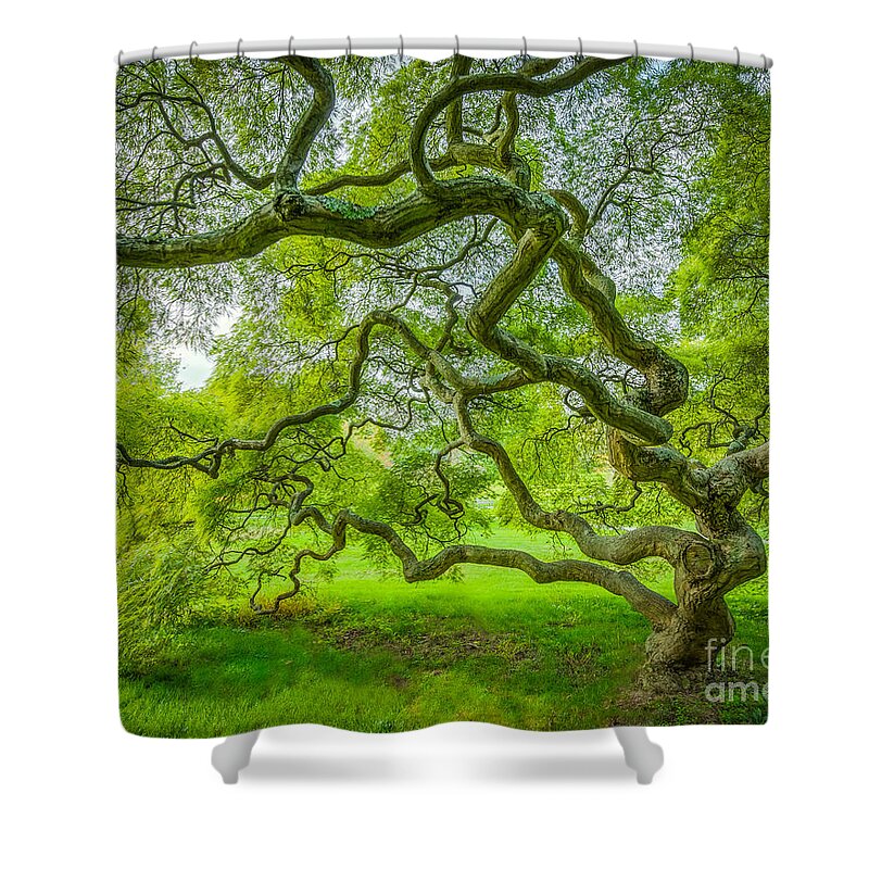 Magical Japanese Maple Tree Shower Curtain featuring the photograph Magical Maple Tree by Michael Ver Sprill