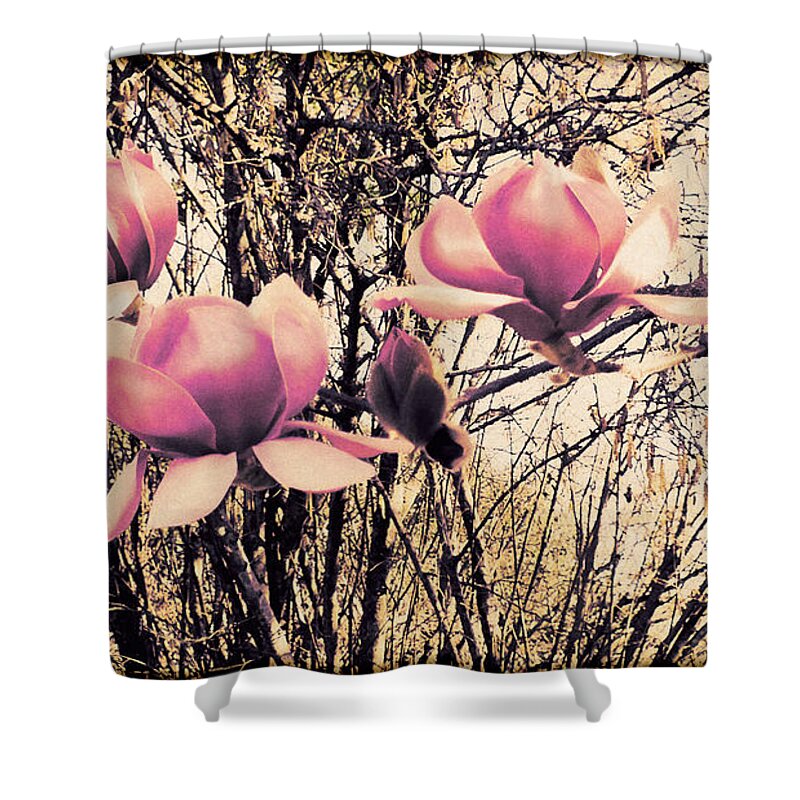 Magnolia Shower Curtain featuring the photograph Magnificent Magnolia's by Karen Lewis