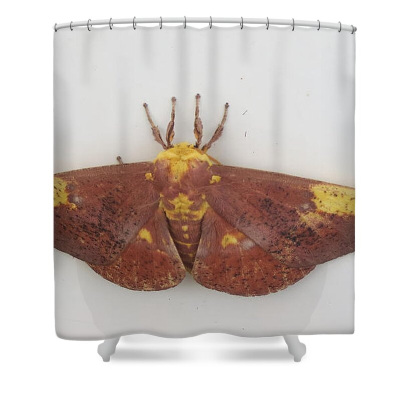 Natrue Shower Curtain featuring the photograph Magnificent Moth by Fortunate Findings Shirley Dickerson